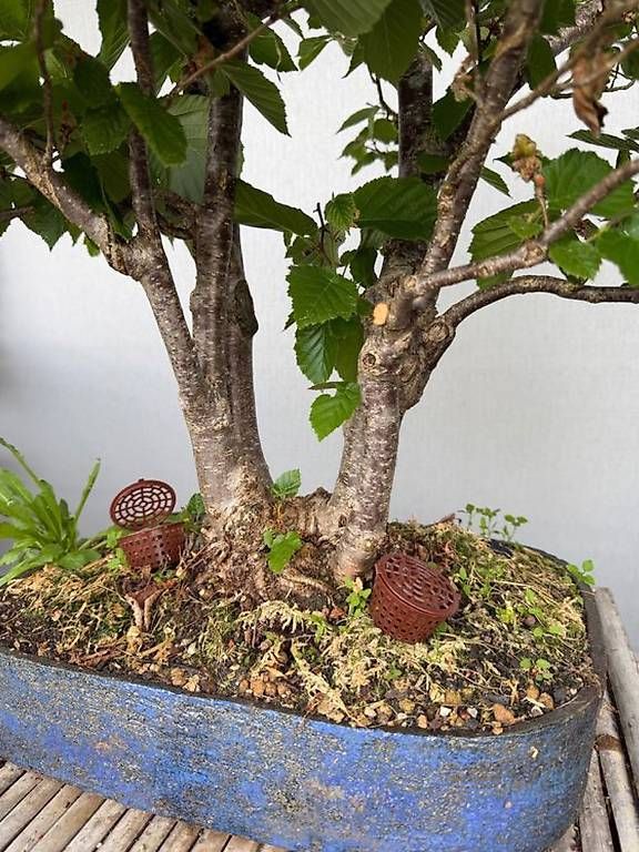 Plantes & graines: Haselnuss Bonsai – D'occasion à Ennetbaden par miboo 1