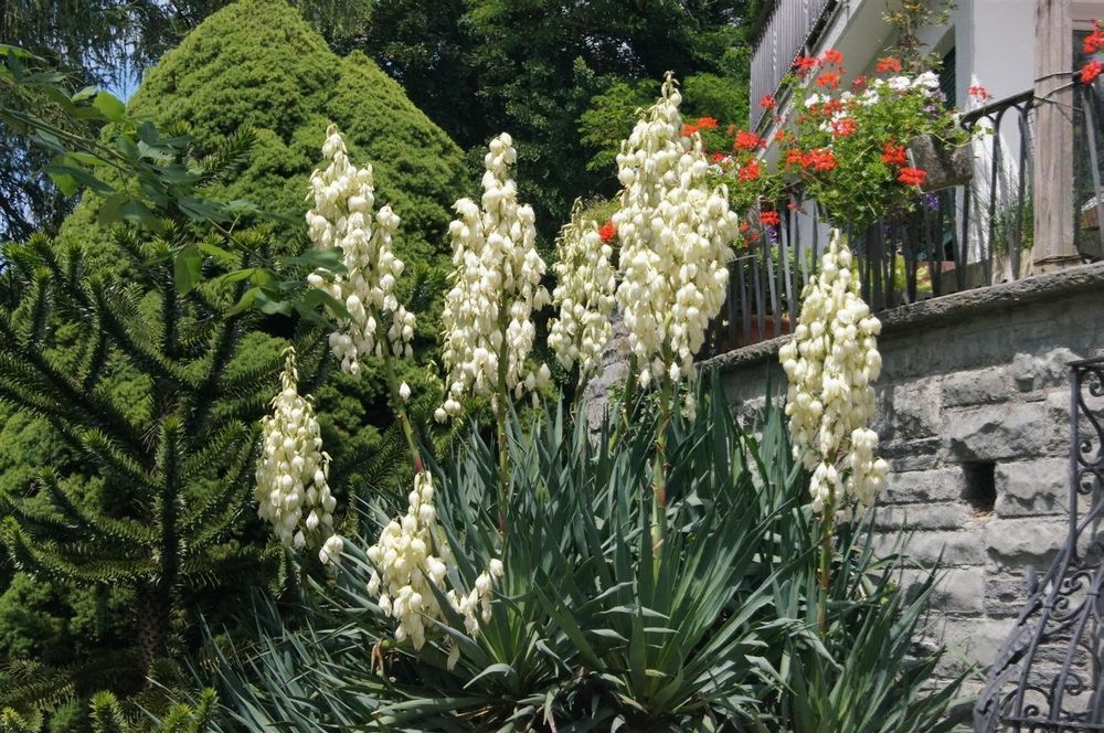 Yucca filamentosa winterhart für Garten Kaufen auf Ricardo
