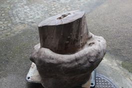 Spezielle Stammknolle, Holzknolle