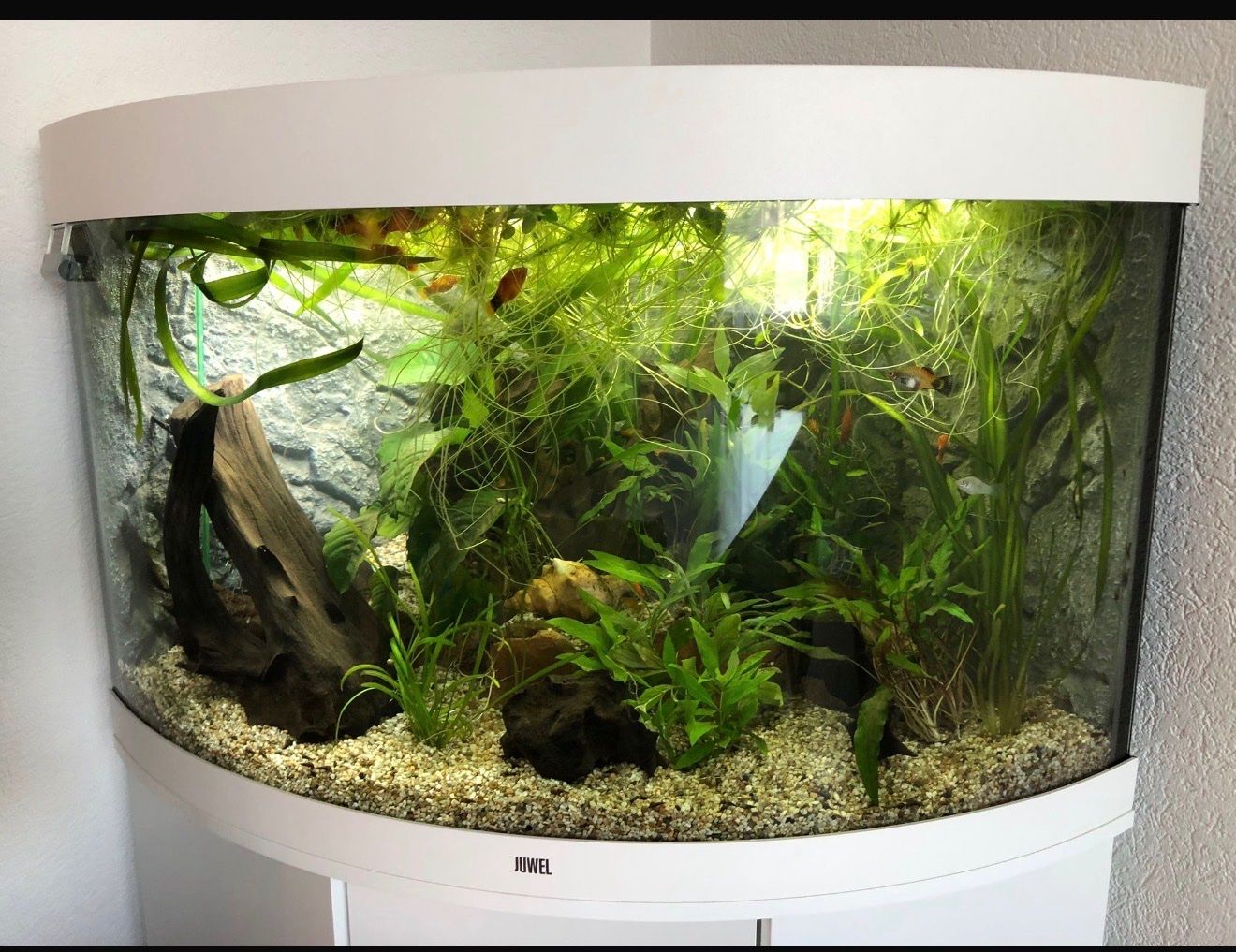 Juwel Acquari: Aquarium Juwel Trigon 190 – Usato da Lengnau BE venduto da AndyFritz1