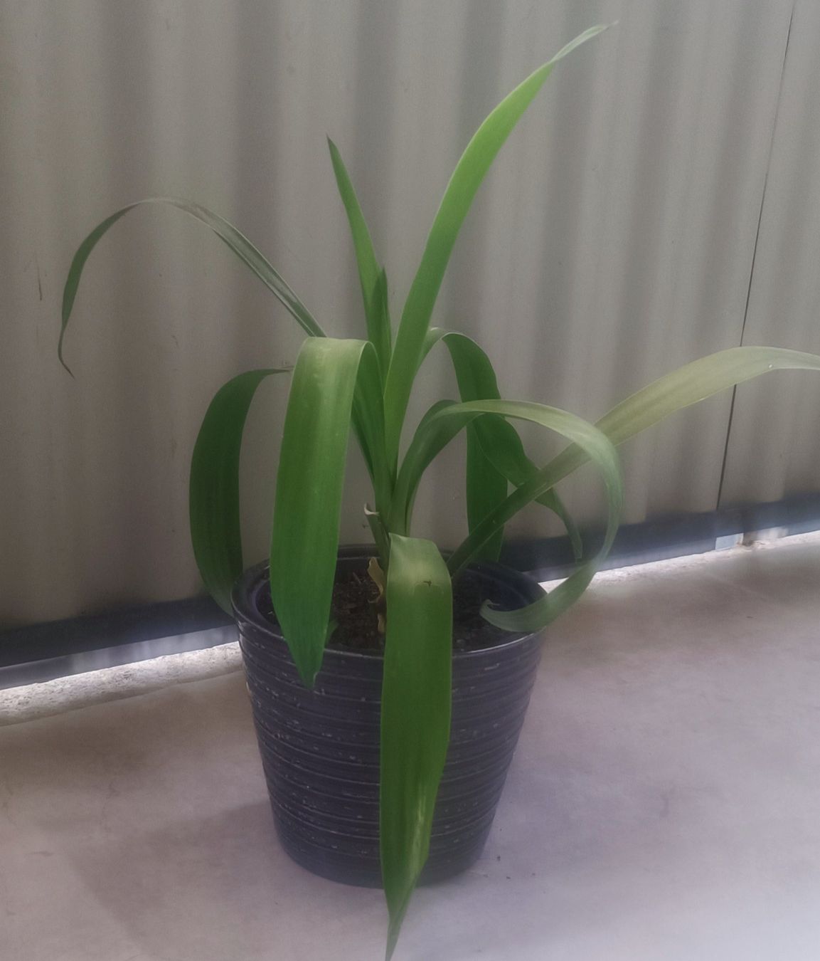 Piante & sementi: Yucca (45 cm inkl. Topf) – Usato da Bern venduto da sv-trade 5
