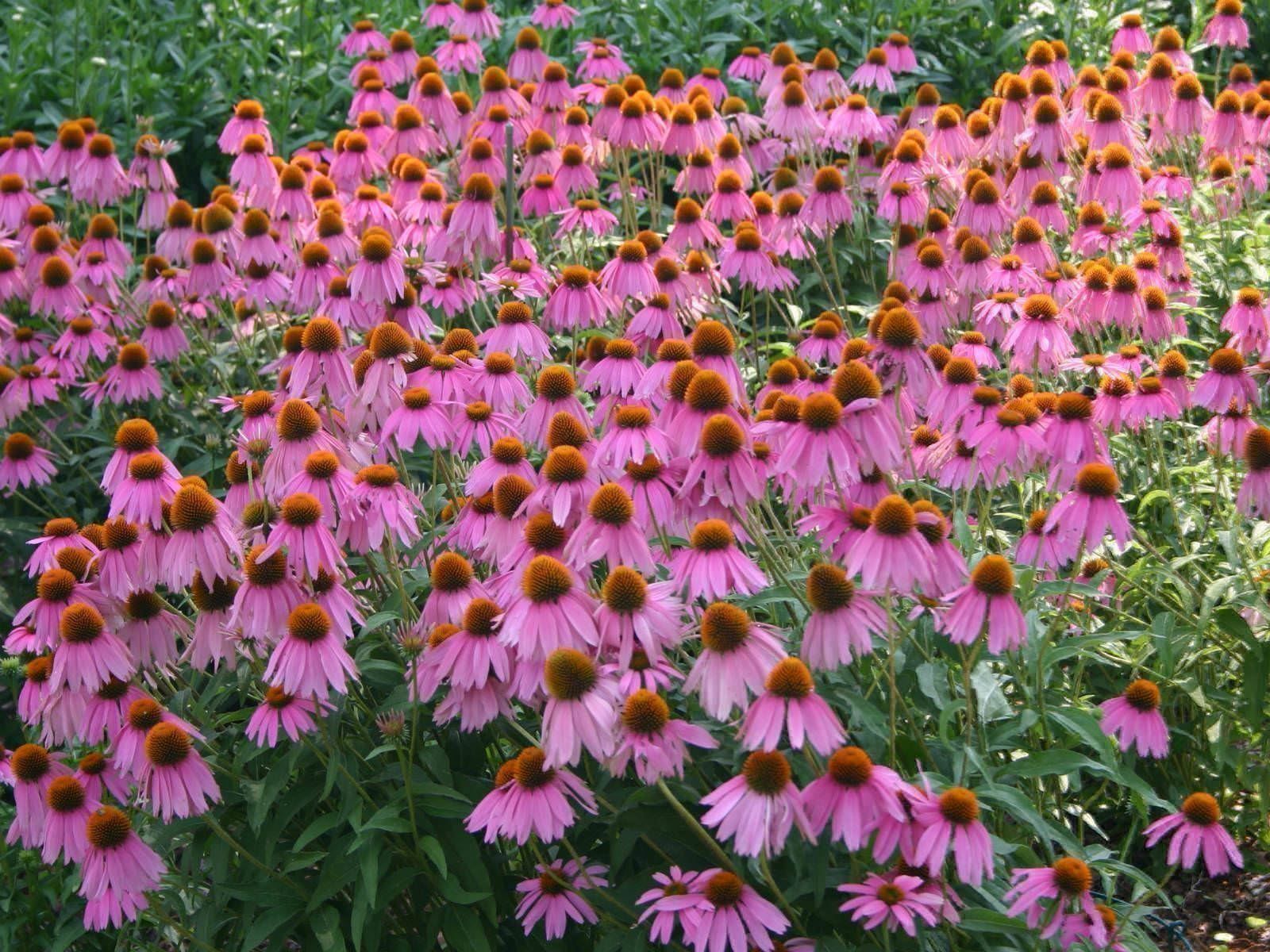 Pflanzen & Samen: Echinacea Purpurea 15g – Neu (gemäss Beschreibung) aus Bremblens von FIBONACCI369 2