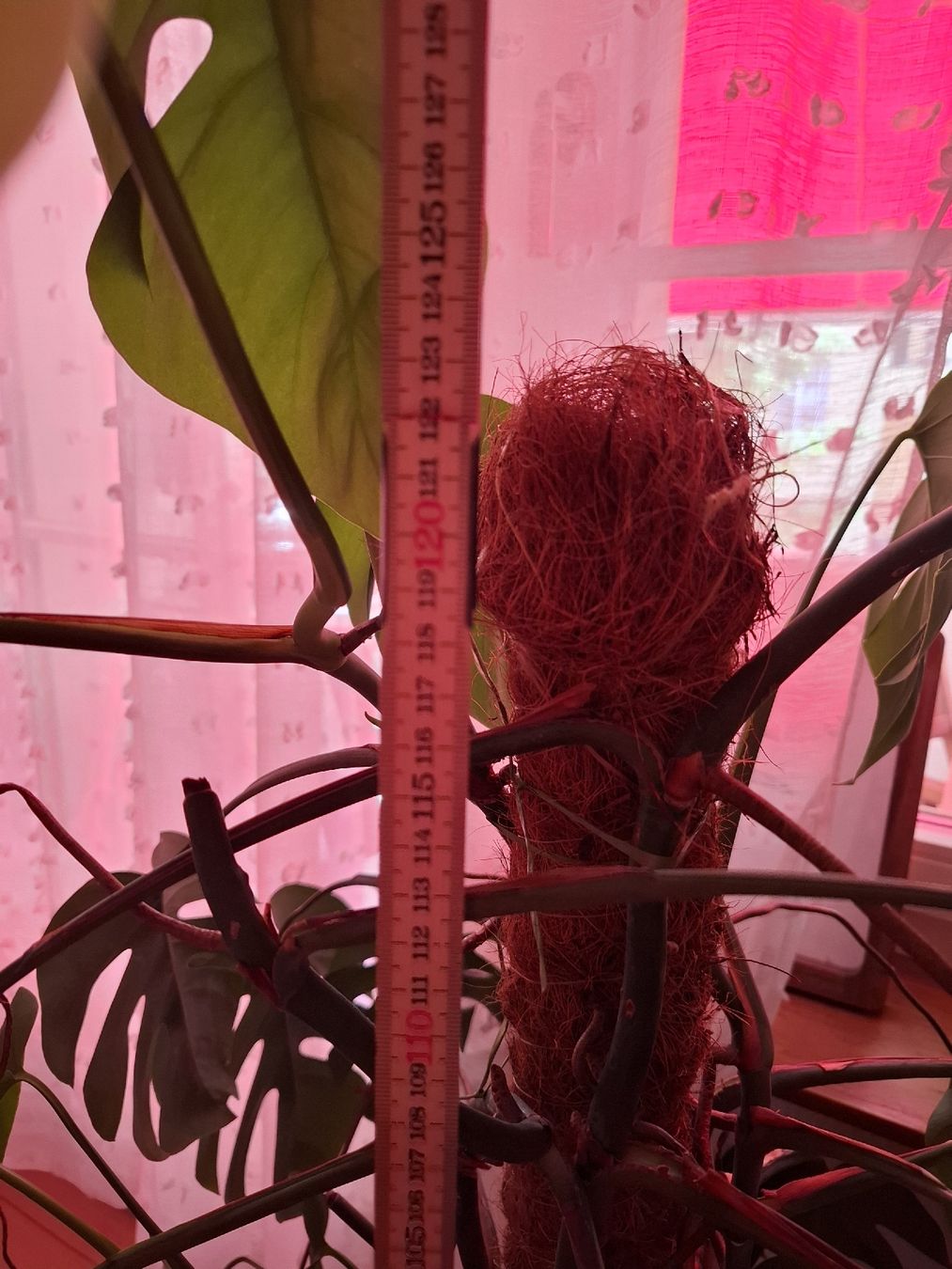Pflanzen & Samen: Monstera 125cm – Neu (gemäss Beschreibung) aus Luzern von tutti-i-venti 2