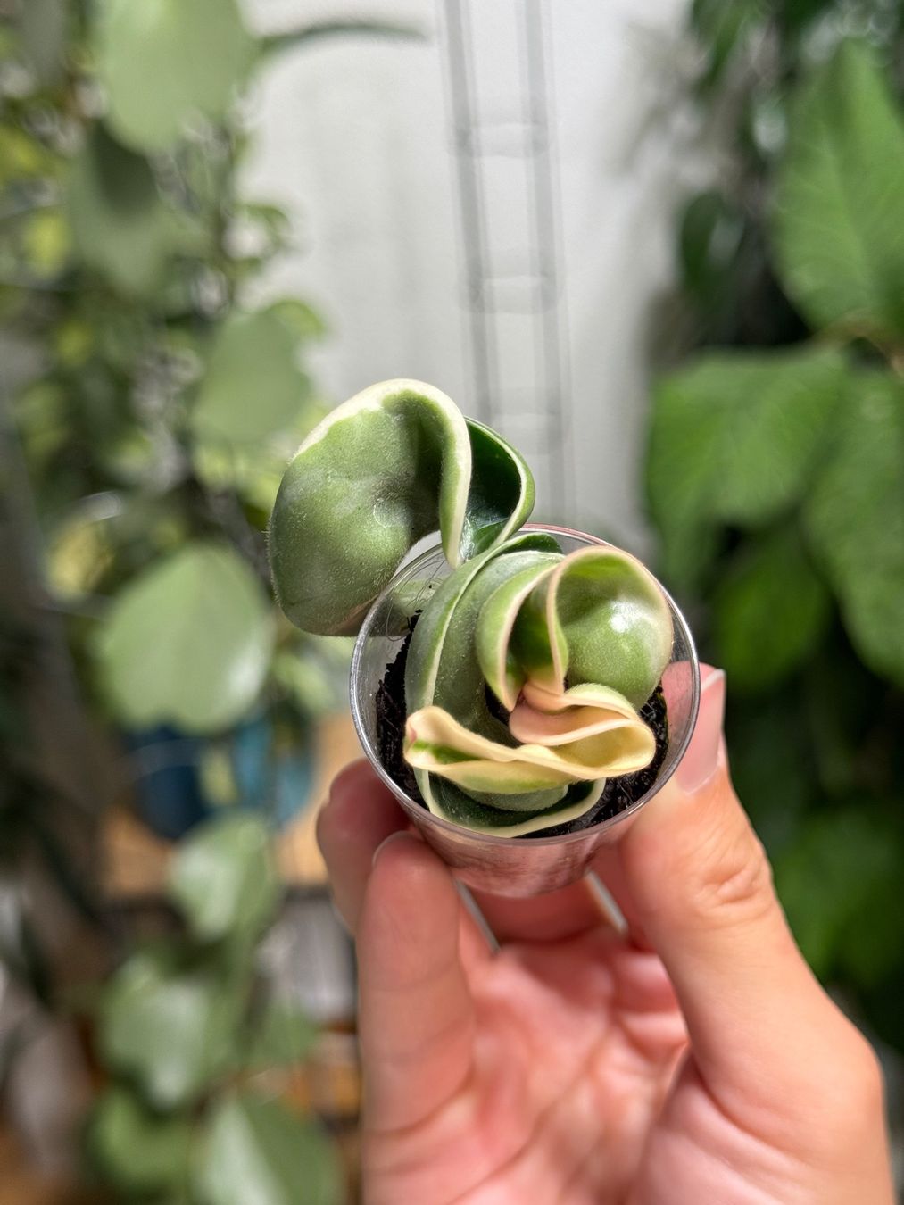 Pflanzen & Samen: Hoya compacta albomarginata ✨ – Neu (gemäss Beschreibung) aus Bachenbülach von ilawega