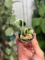 Hoya compacta albomarginata ✨