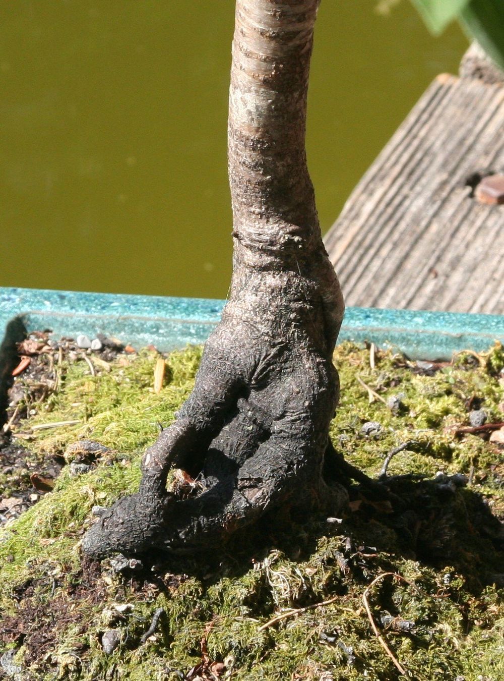 Piante & sementi: BONSAI  -  echter Kreuzdorn – Usato da Gretzenbach venduto da Sikim 3