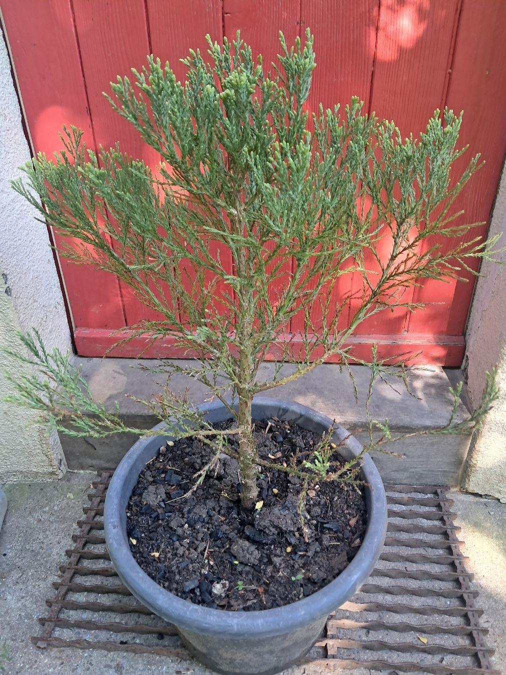 Piante & sementi: Mammutbaum (Sequoiadendron giganteum) – Usato da Lütisburg venduto da anou00 1