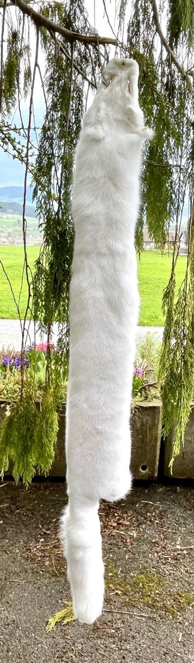 Il mondo degli animali: Echtes Polar Fuchs Fell - Neu – Nuovo (secondo la descrizione) da Thun venduto da Abalona3600