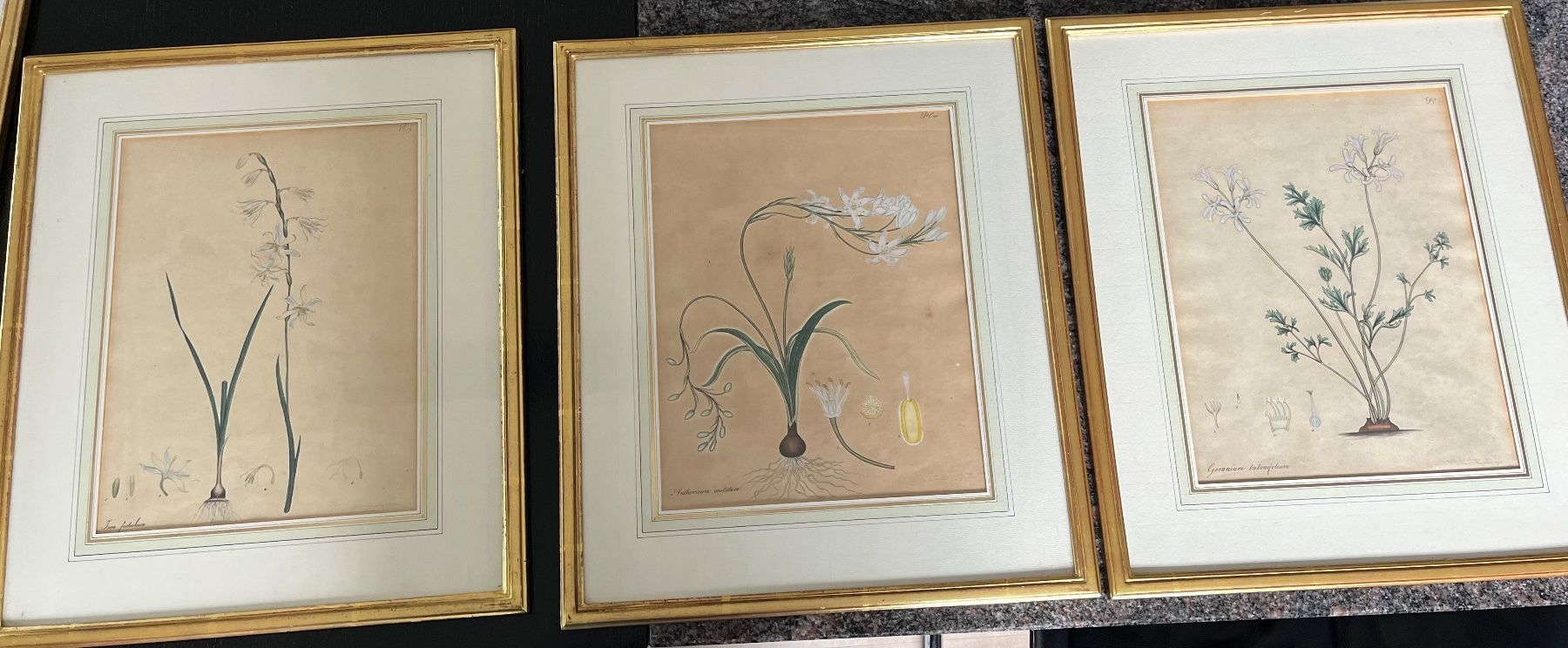 Foto & Immagini: 3 Botanische Kunstdrucke, gerahmt – Usato da Spiegel b. Bern venduto da Burdicrew