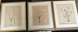 3 Botanische Kunstdrucke, gerahmt