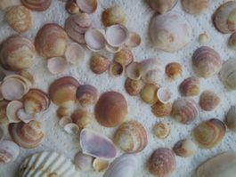 Viele verschiedene Muscheln aus mehreren Ländern
