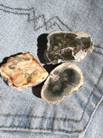 3x  Fossilien versteinertes Holz  Geschenk Idee   Madagaskar