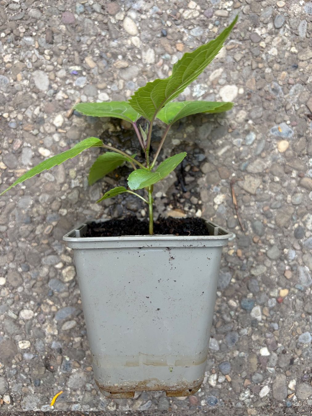 Plantes & graines: Chinesischer Losbaum (Clerodendrum bungei) – D'occasion à Winterthur par Aniger 3