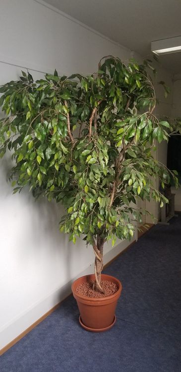 Kunstpflanze Ficus Benjamina Baum in Topf wie echt Kaufen auf Ricardo