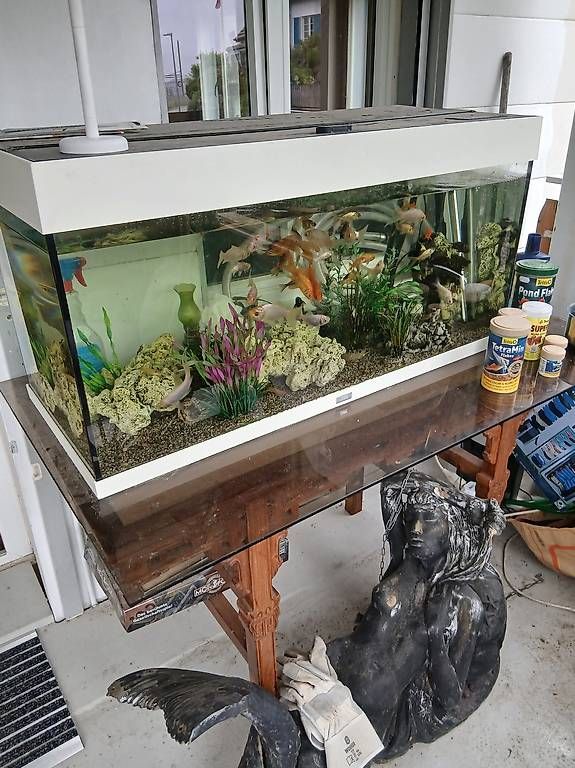 Acquari: Aquarium komplett mit Allem ohne Fische – Usato da Aadorf venduto da thomasstoll01 2