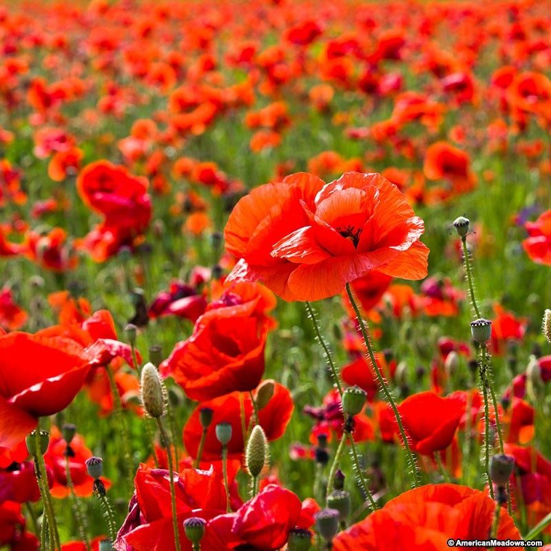 Pflanzen & Samen: 1000 Samen KLATSCHMOHN – Neu (gemäss Beschreibung) aus Ehrendingen von VerveinaSamen 1