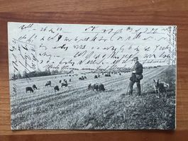 AK 1903 Schafhirte Carouge     (G1727)