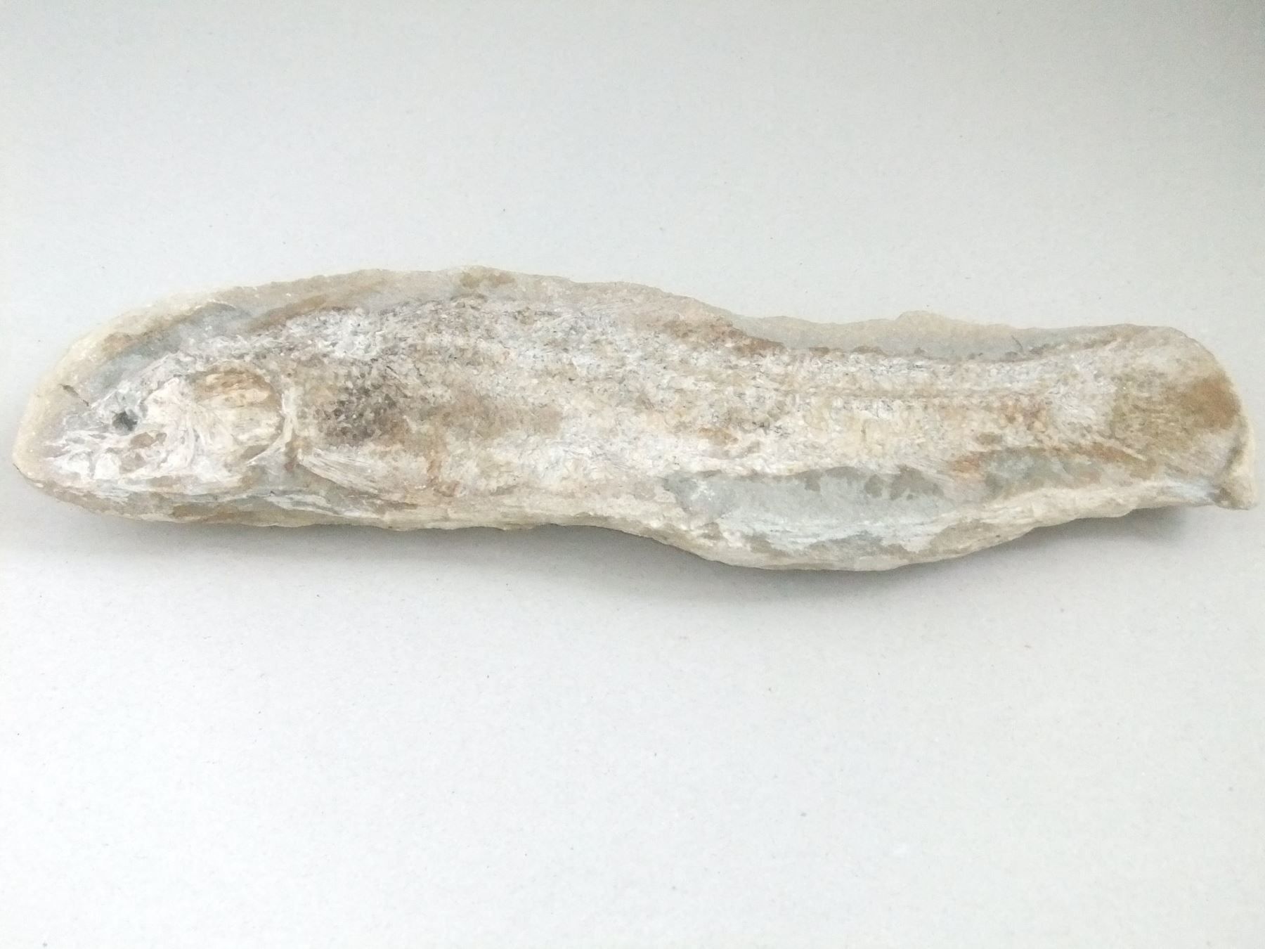 Fossilien: Mineralien Grosser Fisch – Gebraucht aus Esslingen von eintagammeer 5