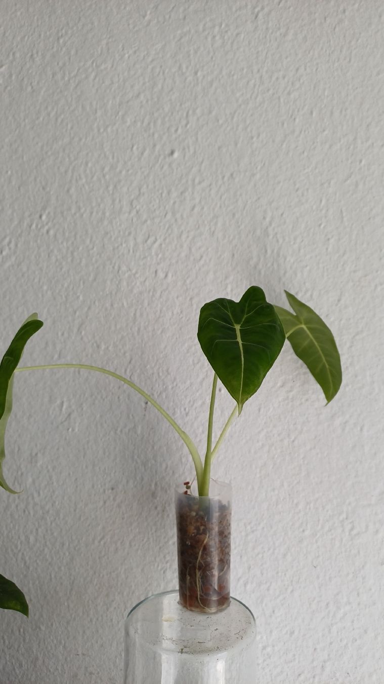 Plantes & graines: Alocasia frydek – D'occasion à Bern par uwi_8t7x