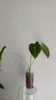 Alocasia frydek