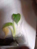 Monstera Devil TC 