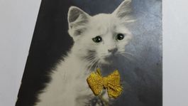 Rar! Vintage Weisse Katzen Karte 1923  Glas Augen-carte chat