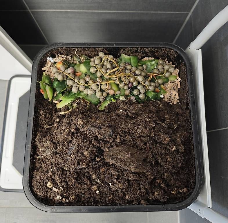 Coffres de rangement: Red wiggler worms + VEVOR 5-Tray Worm Composter tower – D'occasion à Dübendorf par Olenaaa 3