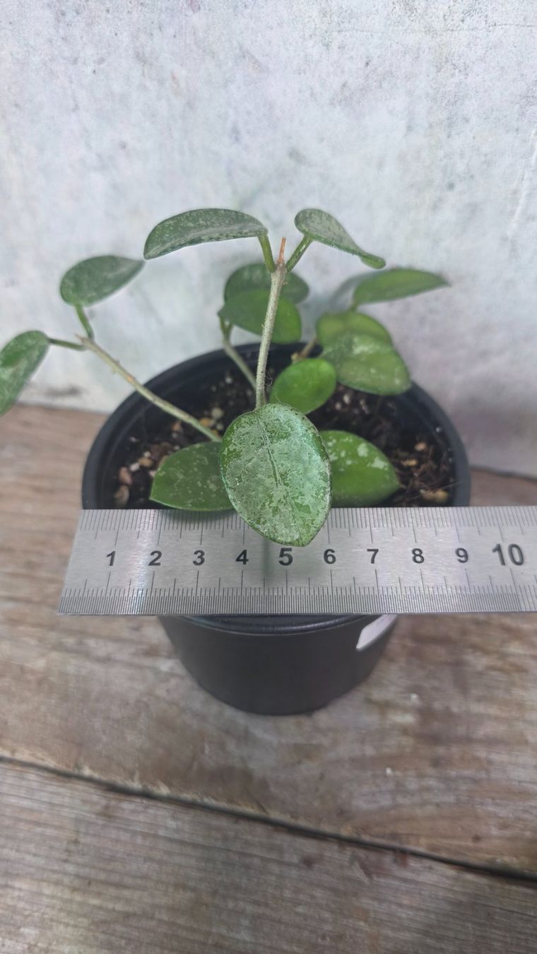 Piante & sementi: Hoya 'Mathilde Splash' – Usato da St.Erhard venduto da Plumilandschweiz 1