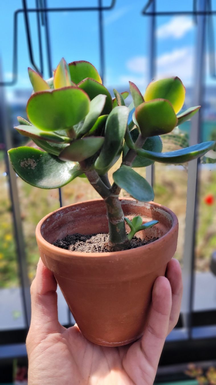 Piante & sementi: Crassula ovata "Maruba Nishiki" – Nuovo (secondo la descrizione) da Zürich venduto da The_Plant_Wizard 3