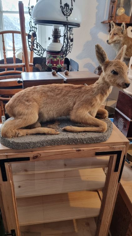 Rehkitz Kaufen auf Ricardo