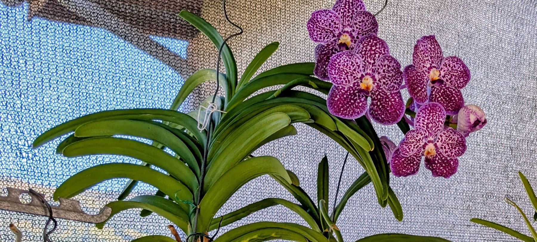 Pflanzen & Samen: Vanda Orchidee blau/violett Blüte – Gebraucht aus Untervaz von Lyraia 6