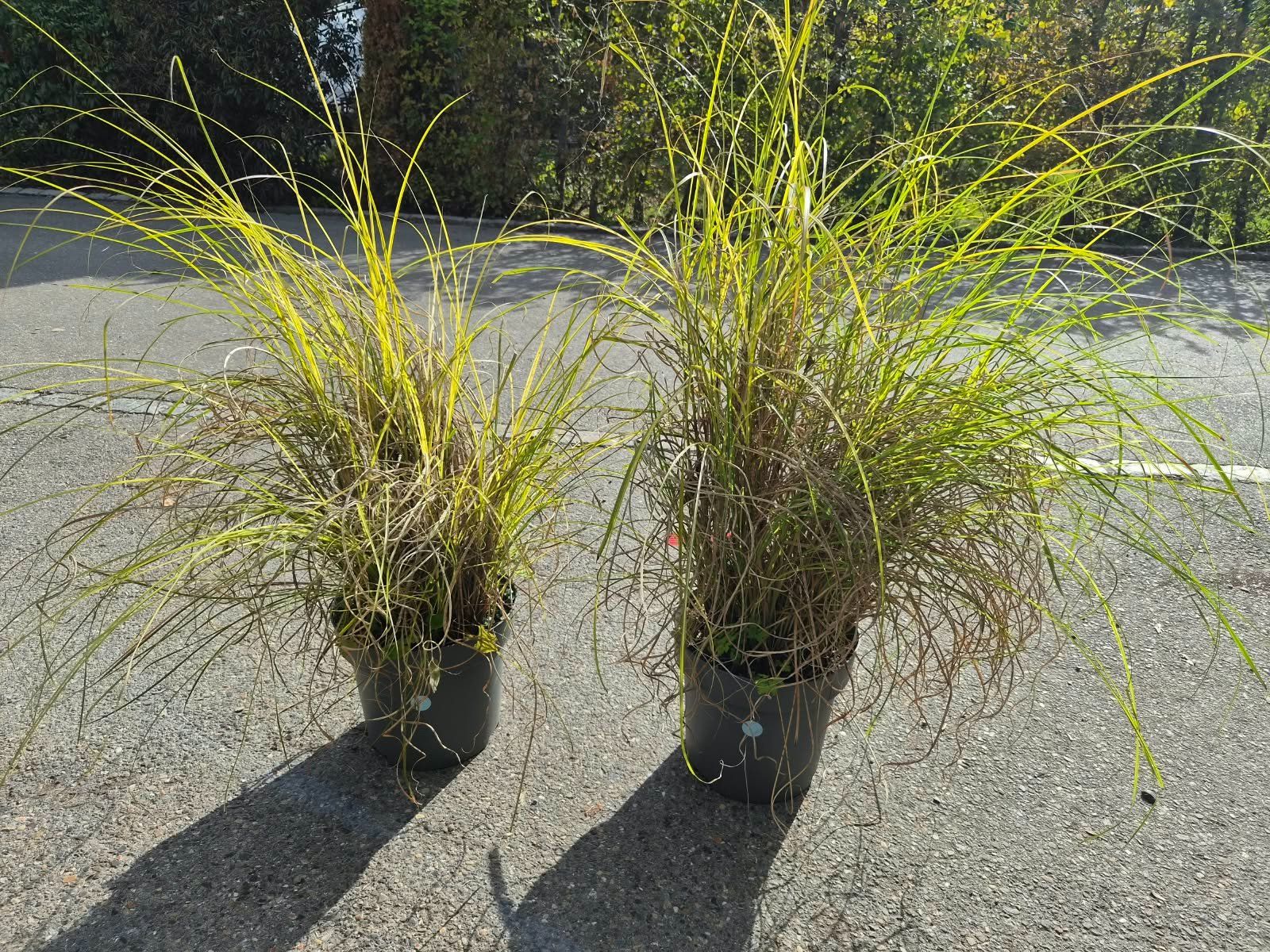 Pflanzen & Samen: 2 × Miscanthus sinensis Gracillimus – Neu (gemäss Beschreibung) aus Forch von WeberC 1