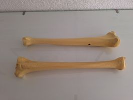 Deko Knochen Kunststoff für Helloween