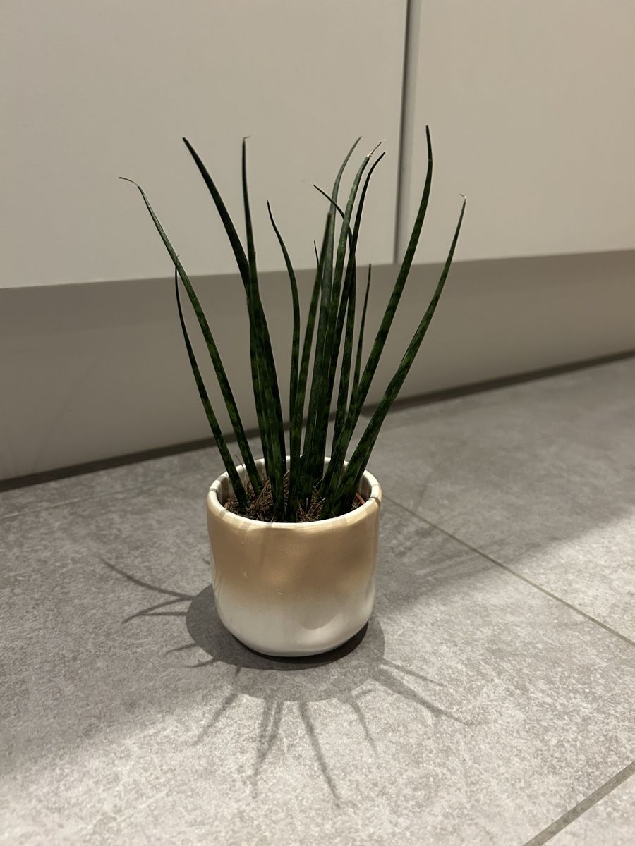 Pflanzen & Samen: Zimmerpflanze Sansevieria Mikado – Gebraucht aus Regensdorf von adr_95f5 2
