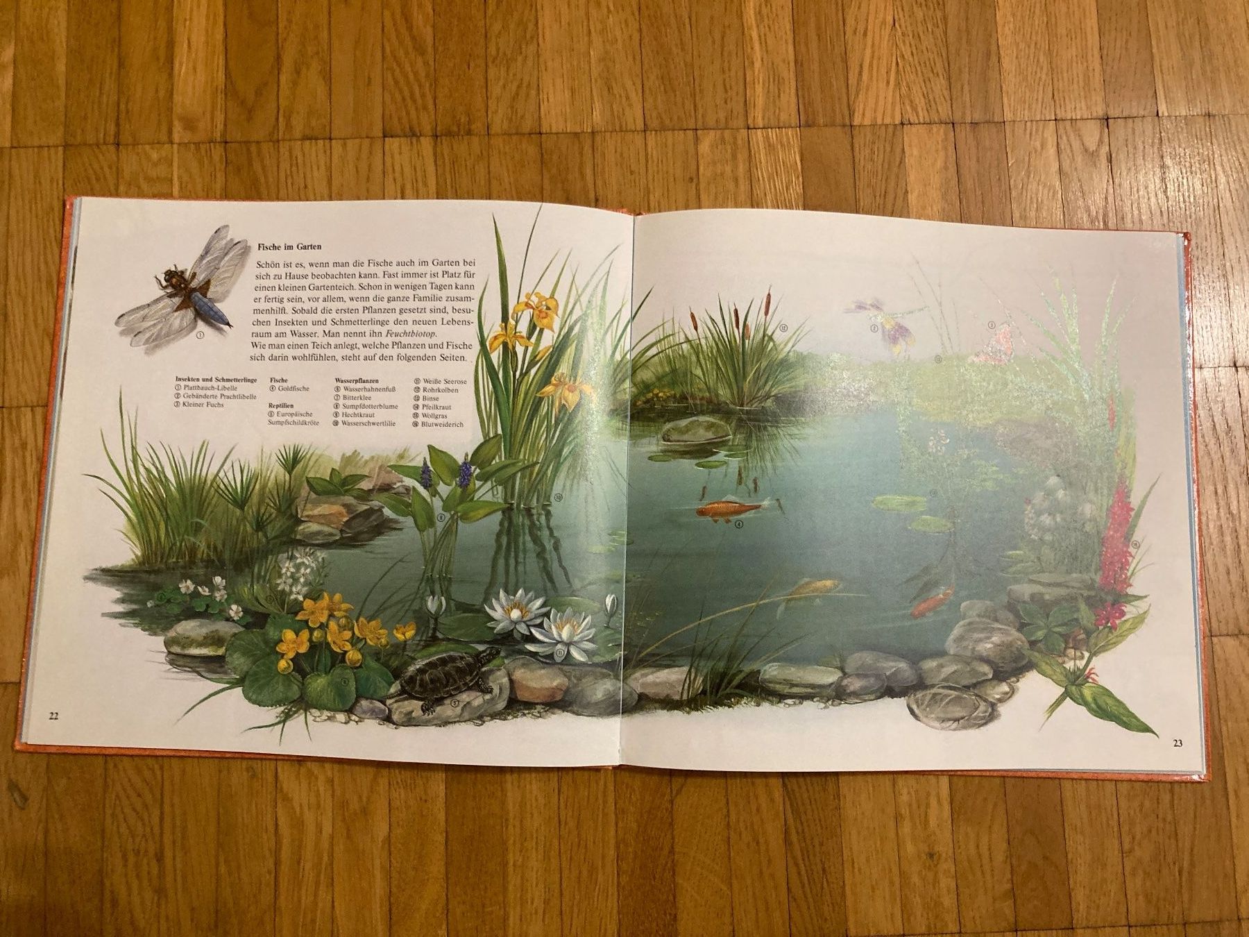 Libri: Die Fisch-Uhr – Usato da Winterthur venduto da Quilterin 2