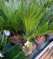 30 cm hoch CYCAS REVOLUTA Exotische Palme im Topf für Garten