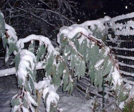 Piante & sementi: EUCALYPTUS DES NEIGES 30-40cm – Nuovo (secondo la descrizione) da Bremblens venduto da FIBONACCI369