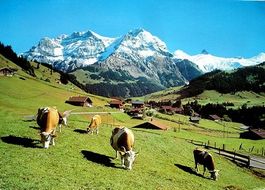 ADELBODEN Viehweide im Stiegelschwand - Kühe