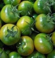 25 SAMEN TOMATE RARE  “Sardische grüne Tomate”