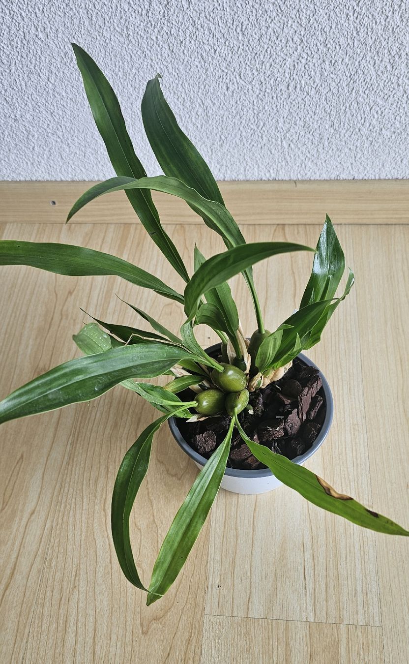 Plantes & graines: Orchidee Coelogyne ochracea – D'occasion à Jona par Smurnaya 3
