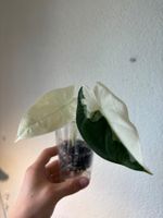 😍 Alocasia Frydek Albo Baby (Nr. 2)