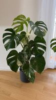 Grosse Monstera deliciosa albo variegata, 80cm, buschig