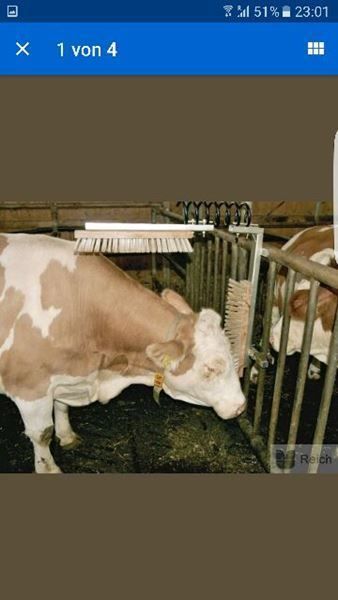 Altro per la casa: +Viehbürste TEXAS Neu! – Nuovo e nell'imballaggio originale da Amriswil venduto da JaJa-Express 3