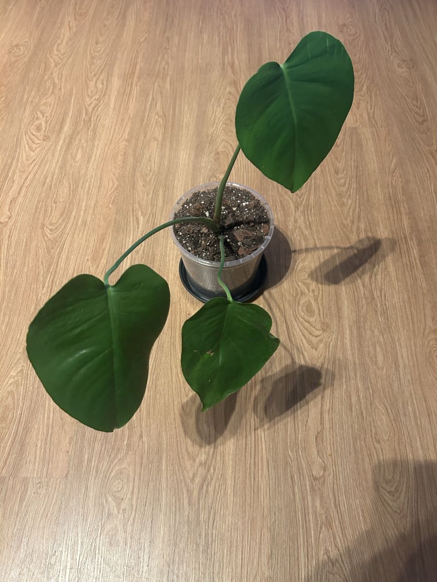 Piante & sementi: Monstera Deliciosa Nr.1 – Usato da Luzern venduto da ITnoah 1