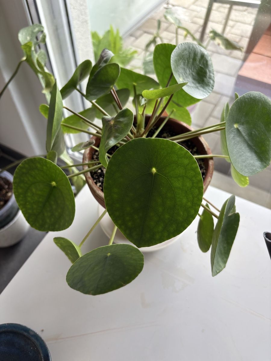 Piante & sementi: Sehr gesunde Pilea – Usato da münchenbuchsee venduto da Satinelam210 2