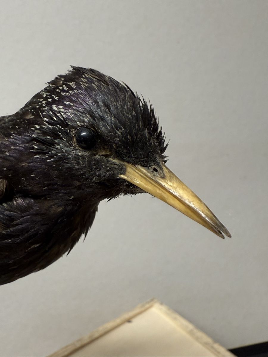 Il mondo degli animali: Vogelpräparat STAR – Usato da Bern venduto da felberunderground 3
