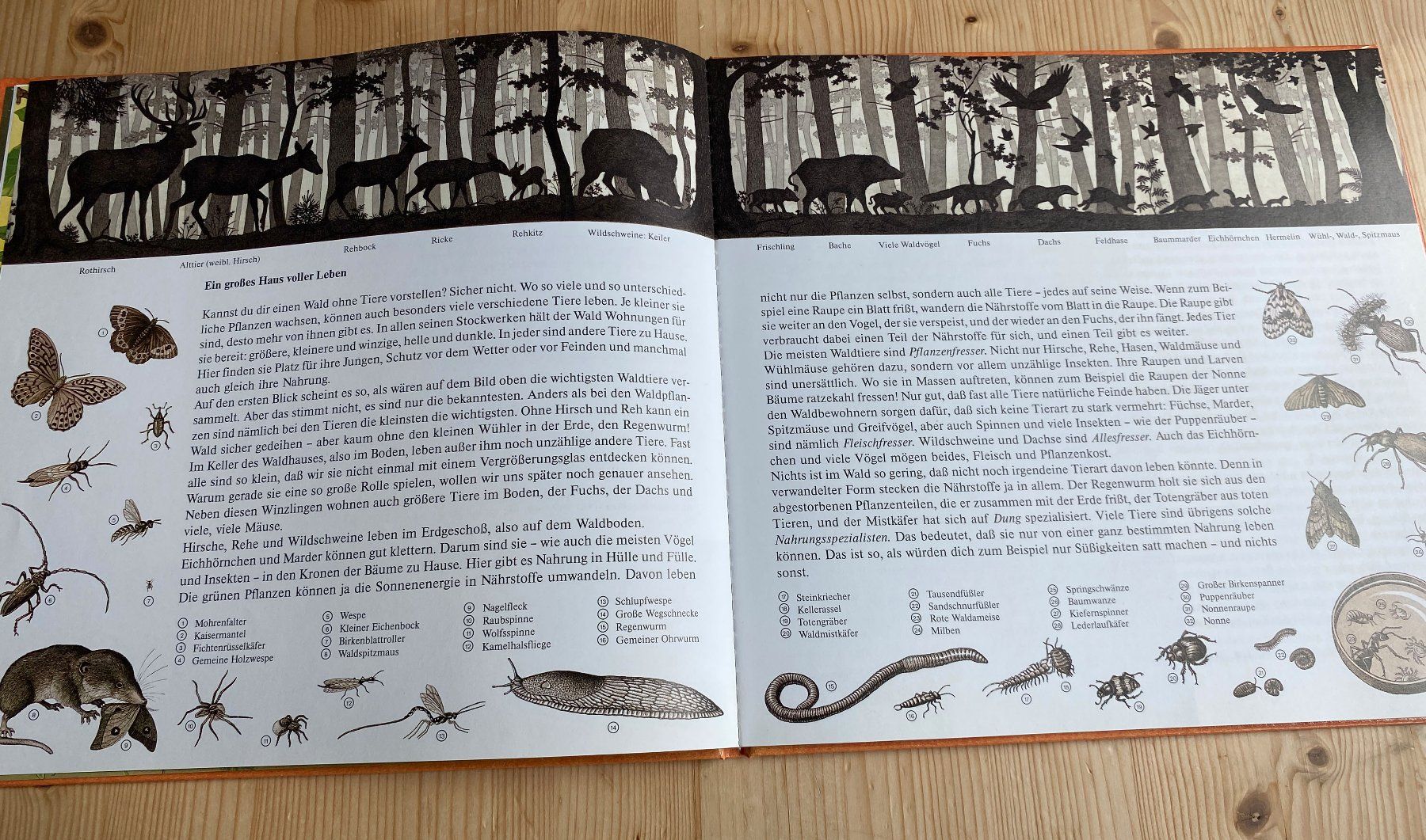 Livres: Irmgard Lucht: die Wald-Uhr – D'occasion à Weinfelden par Cheyenne21 4