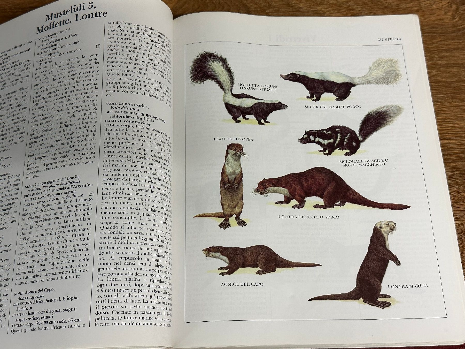 Bücher: Tier-Enzyklopädie, reich illustriert – Gebraucht aus Nussbaumen AG von olitech5415 4
