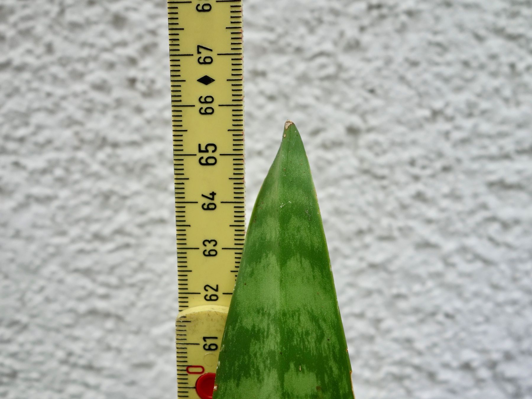 Piante & sementi: Bogenhanf Sansevieria Trifasciata – Nuovo (secondo la descrizione) da Kerzers venduto da zimmergruener 5