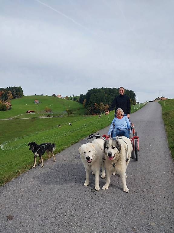 Borse: Sacco Cart – Usato da Wald AR venduto da sch_772w 1